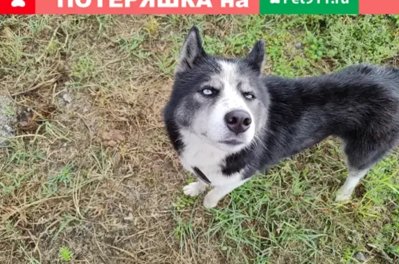 Найдена собака Хаски на ул. Железнодорожной, Таганрог