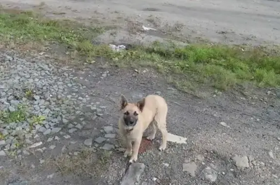 Найдена собака в Ивановской области, село Михалëво