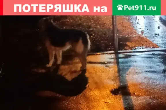 Найдена собака на Калужском шоссе, Москва