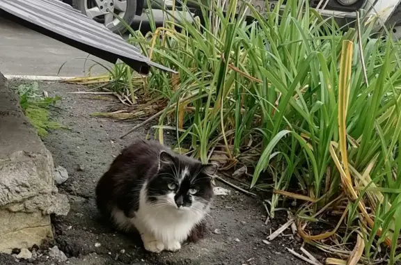 Найдена кошка на улице Онежская в Пензе