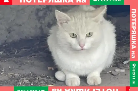 Найдена кошка на Перекопской 5А в Туле