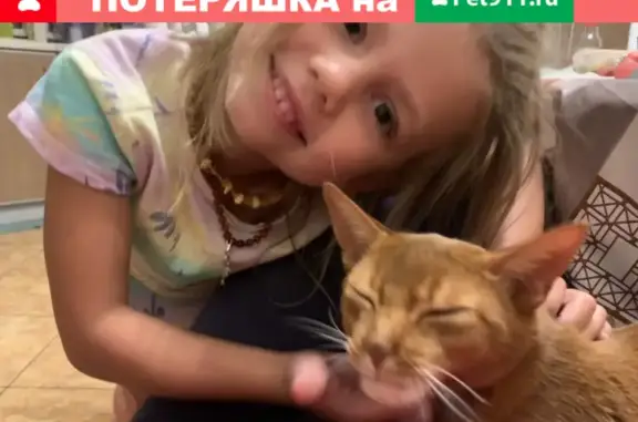 Пропал абиссинский кот в Станково, Московская область