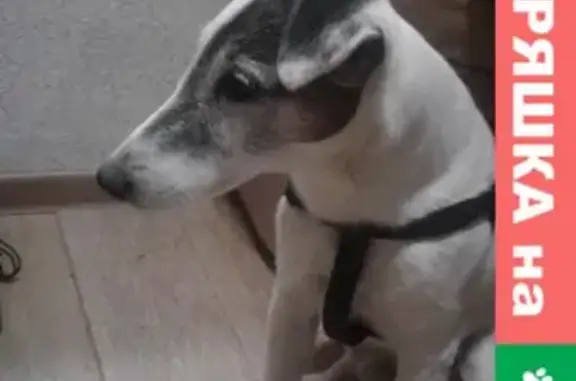 Собака найдена в Холке, контактный 28, Екатеринбург