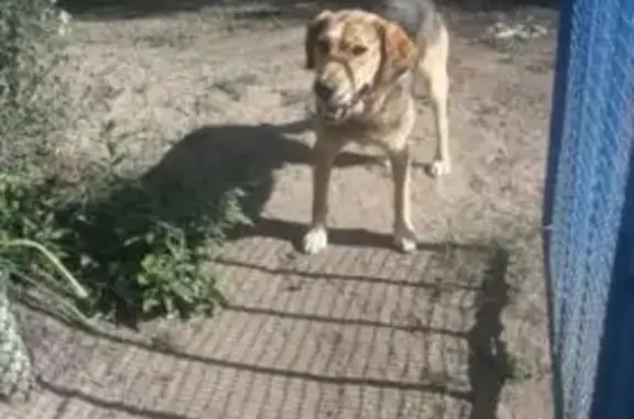 Найдена собака в Свинцовке, ищем хозяина
