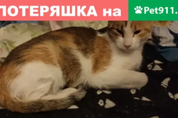 Найдена ласковая кошка на улице Зайцева, Автово.
