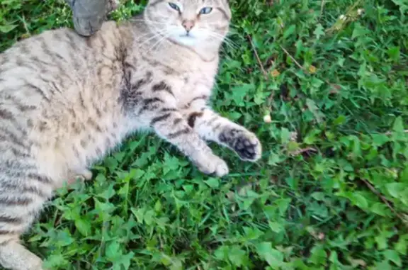 Найден ласковый кот в Березовке, готов к переезду