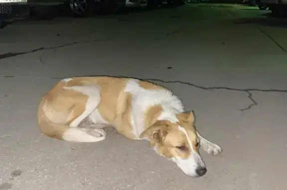 Найдена собака в районе ЖК Ботанический, Революционная улица 75