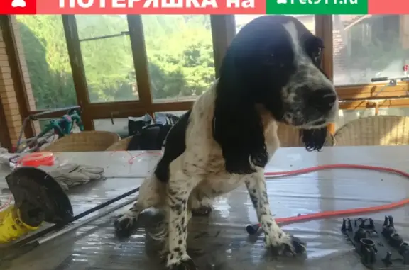 Найдена собака в Астрахани, знает команды.