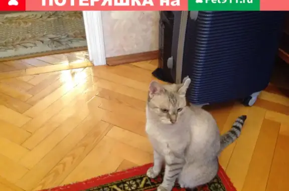 Пропала кошка Белка на ул. Варварка, Москва