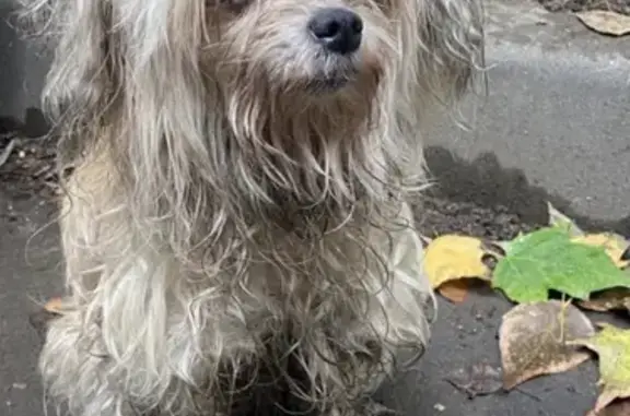Найдена собака на Михалковской улице, Коптево