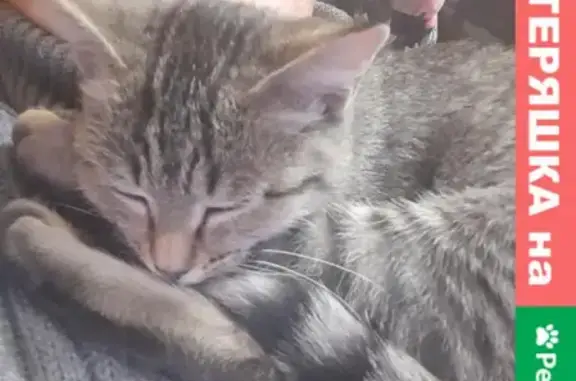 Найдена кошка Кошечка на дачах Малой Тополевки