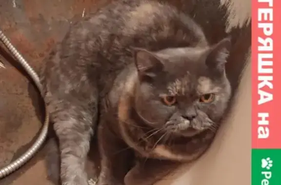 Найдена кошка на пр. Кузнецова 19, Санкт-Петербург