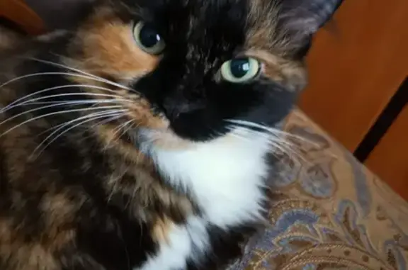 Найдена кошка Дуся на Кавказском бульваре