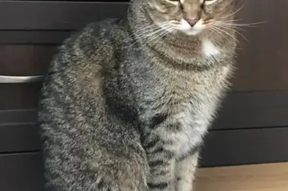 Кошки потеряшки, Новосибирск, фото: Потеряшка кот Рысик по адресу Адриена Лежена 23, Новосибирск