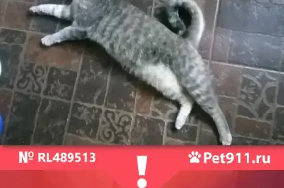 Пропала кошка на Батайском проезде, Марьино