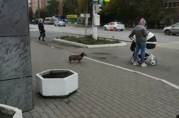 Собака Такса найдена на ул. Драгунова 54, направление - ул. Клубная.