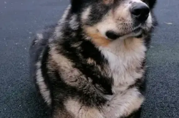 Найдена ухоженная собака на улице Академика Сахарова