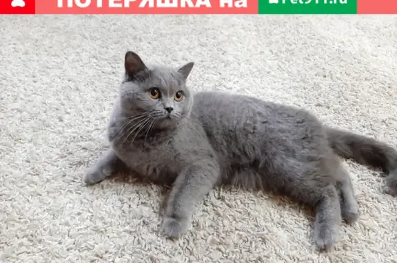 Найдена молодая кошка в Чувашском драмтеатре