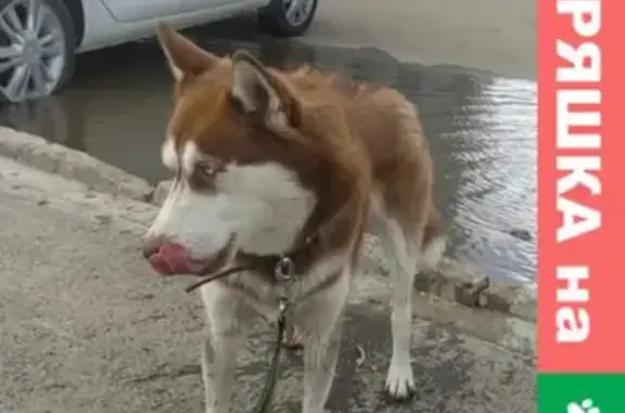 Пропала собака Хаски на улице Лётчика Кобелева, Уфа