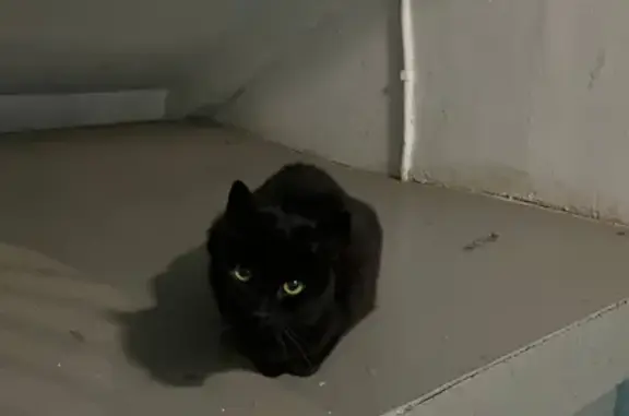 Найдена черная кошка на Нахимовском проспекте, Москва