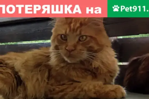 Пропал кот в Москве, вознаграждение гарантировано.