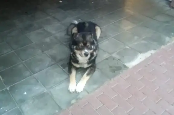 Собака найдена в ЖК Цветы, Нижний Новгород