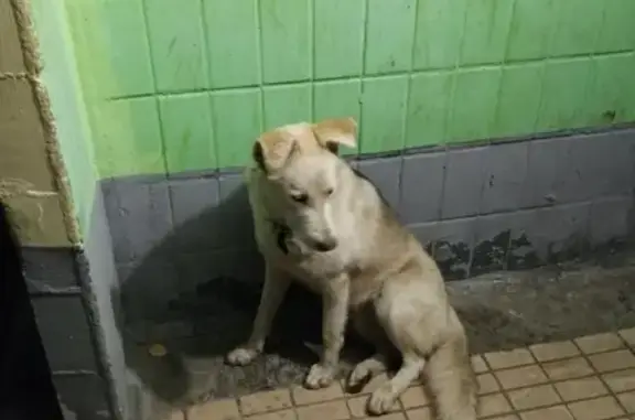 Собака найдена: Филатова, 4, Ульяновск, Россия