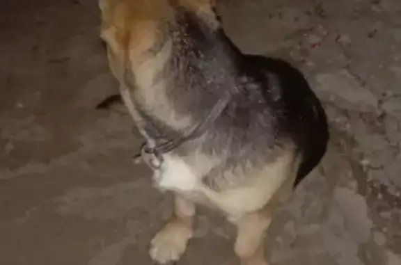 Найдена щенок-овчарка на Чугунном в Таганроге