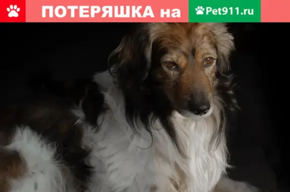 Пропала собака в Овсянниково, Орловская область