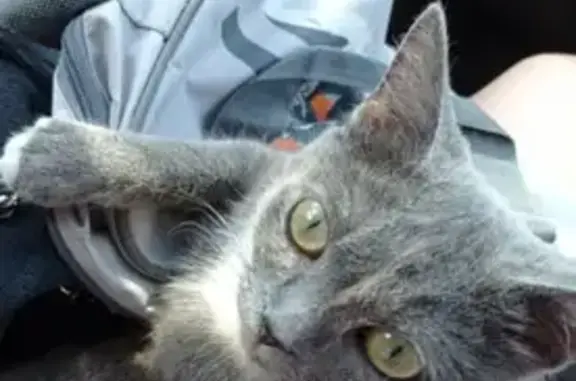 Пропала кошка в Тимирязево, ул. Ново трактовая, откликается на кличку Асечка