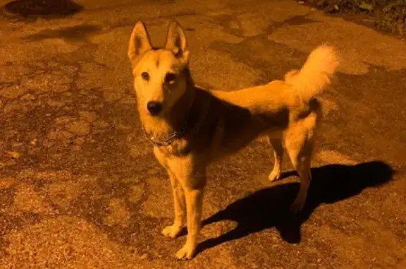 Собака Хаски найдена на улице Орджоникидзе 78