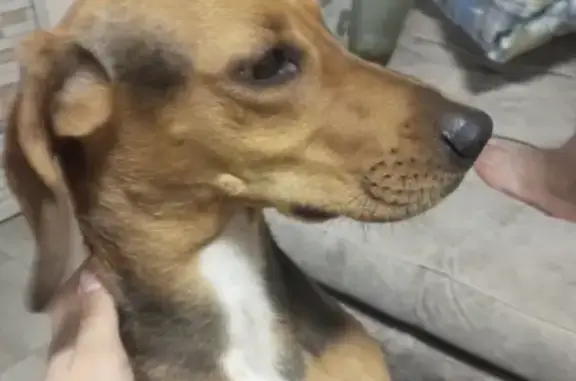 Найдена собака, Ростов-на-Дону, фото: Найдена собака на улице Гусева 2 в Ростове-на-Дону