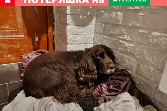 Собака Кобель спаниеля найдена в Зайцево, Московская область.