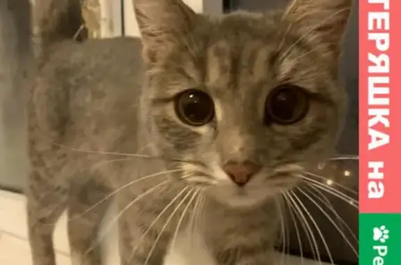Найдена ласковая кошка у метро Беляево