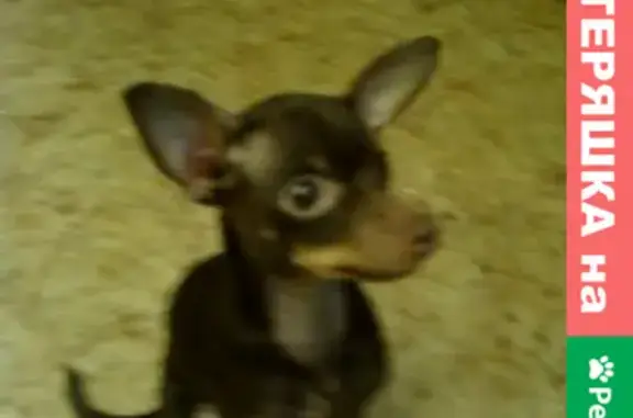 Собаки потеряшки, Москва, фото: Потеряшка собака Илюша в районе Перово, Москва