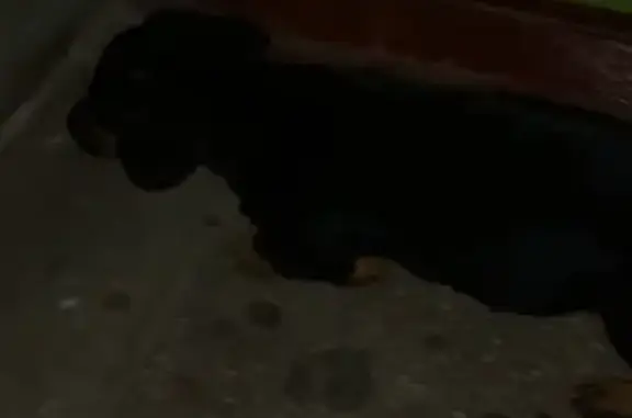 Найдена собака в Советском районе Брянска