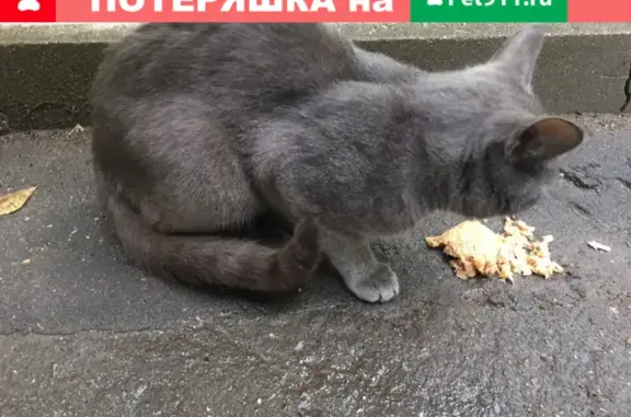 Кошка живет на Ивантеевской 15 к1 в Москве