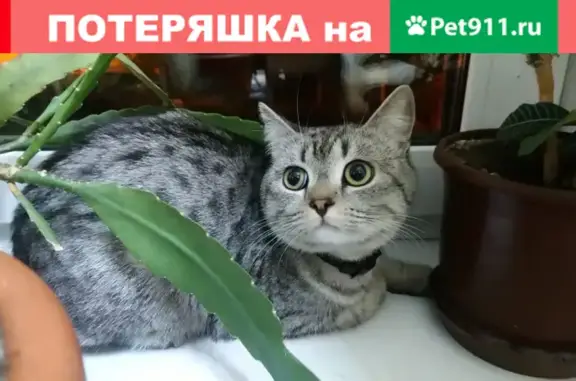 Кошка найдена на улице Крупской, 1Б в Красноярске.