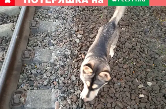 Собака найдена в Романово, Калининградская область