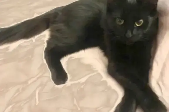 Кошки потеряшки, Москва, фото: Потеряшка черная кошка в СНТ 