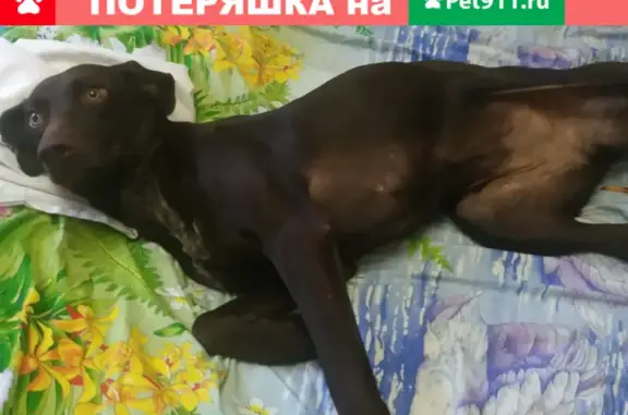 Найдена собака породы курцхаар на Береговой улице в Чехове