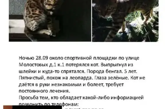 Пропала кошка в Ивановском, Москва
