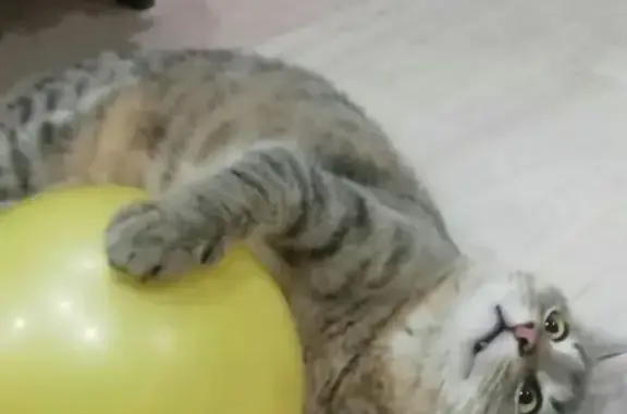 Кошки потеряшки, Ярославль, фото: Потеряшка кошка в Телегино, Ярославский район