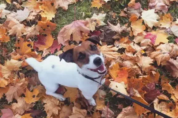 Пропала собака породы Джек Рассел Терьер в Белоусово, вознаграждение