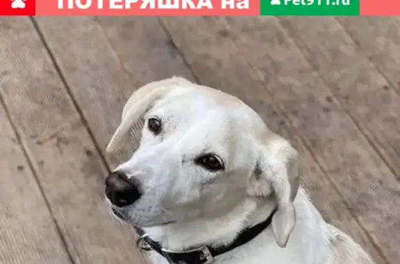 Пропала собака Латти, ул. Качалова 84, Казань.