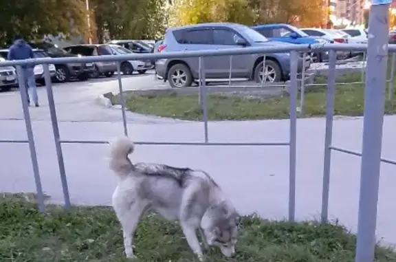 Найдена шустрая собака на ул. Депутатской, район гимназии № 83 к2