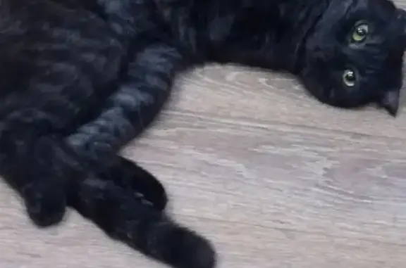 Найдена кошка: чёрная, ласковая. Адрес: ул. Богатырёва 10 к1, Казань