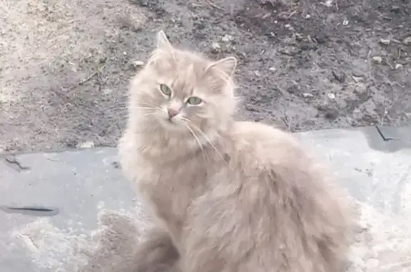 Кошки потеряшки, Саранск, фото: Потеряшка кошка Мурка в Кочкуровском Районе