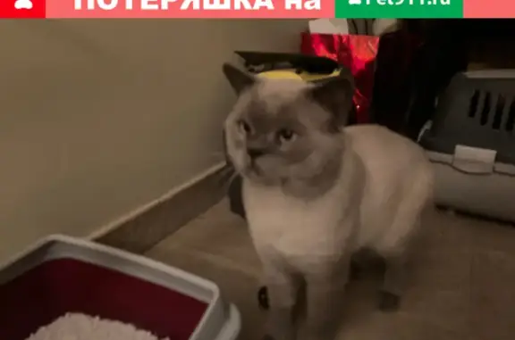Найдена кошка на ул. Герасименко, Ростов-на-Дону