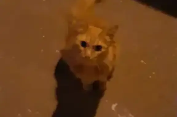 Потерянная кошка на 21 проезде Шокальского